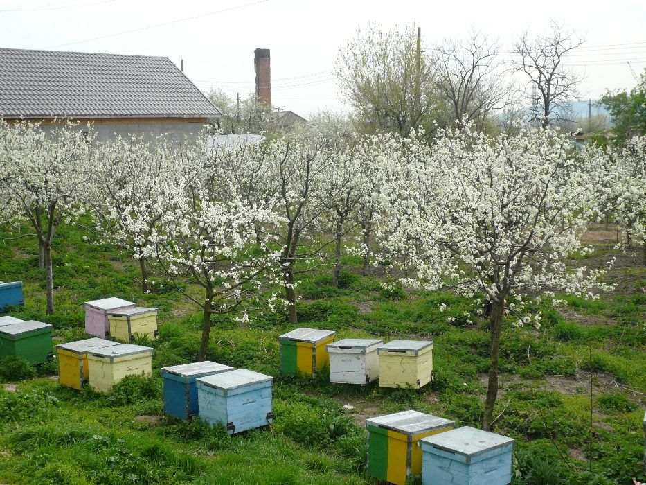 societate comerciala in lichidare