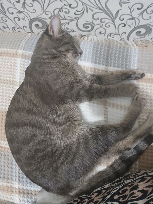 Мушук хадияга берилади