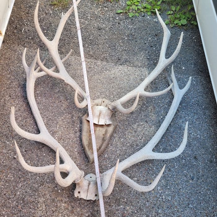 Trofee coarne de cerb
