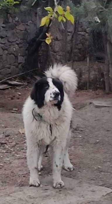 Мъжко Българско овчарско куче на 10 месеца