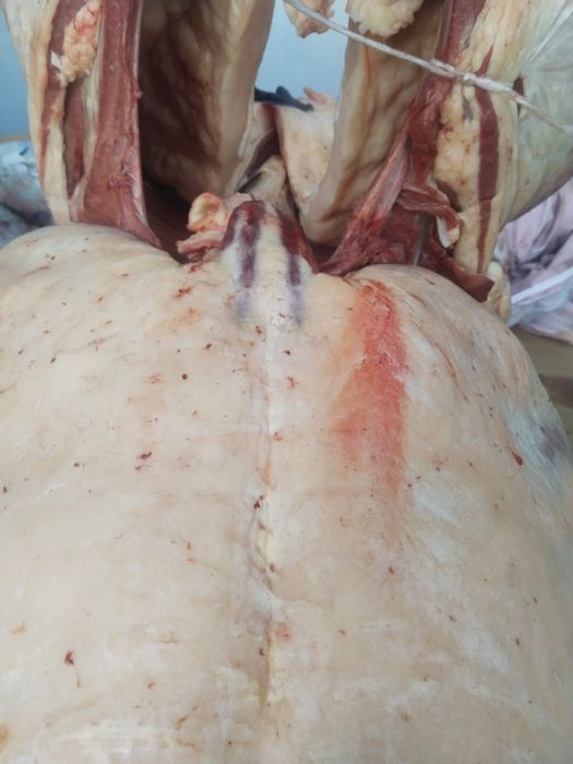 Продаю Тайчики Жирные Согым