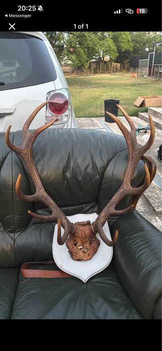 Еленови рога , в много добро състояние