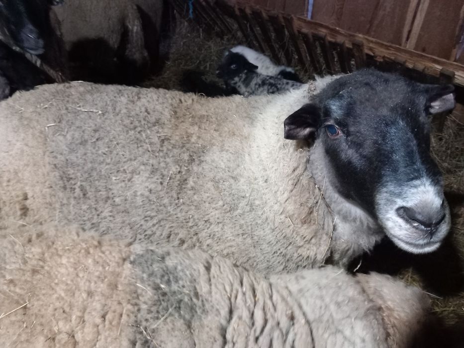 Vînd oi metiș sulfoc