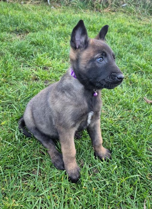 Femela Ciobănesc Belgian Malinois Pedigree
