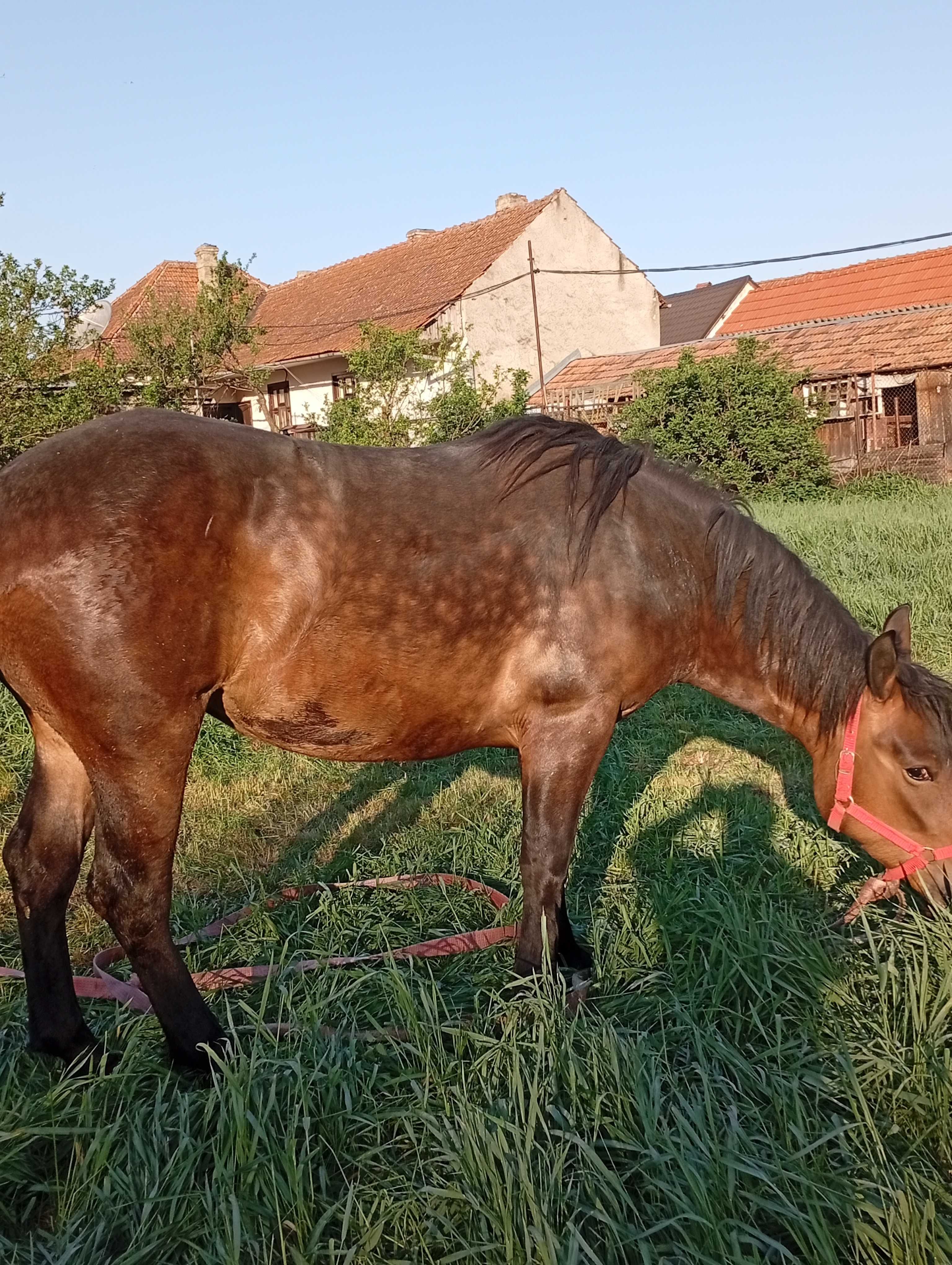 De vânzare mânză de 2 ani