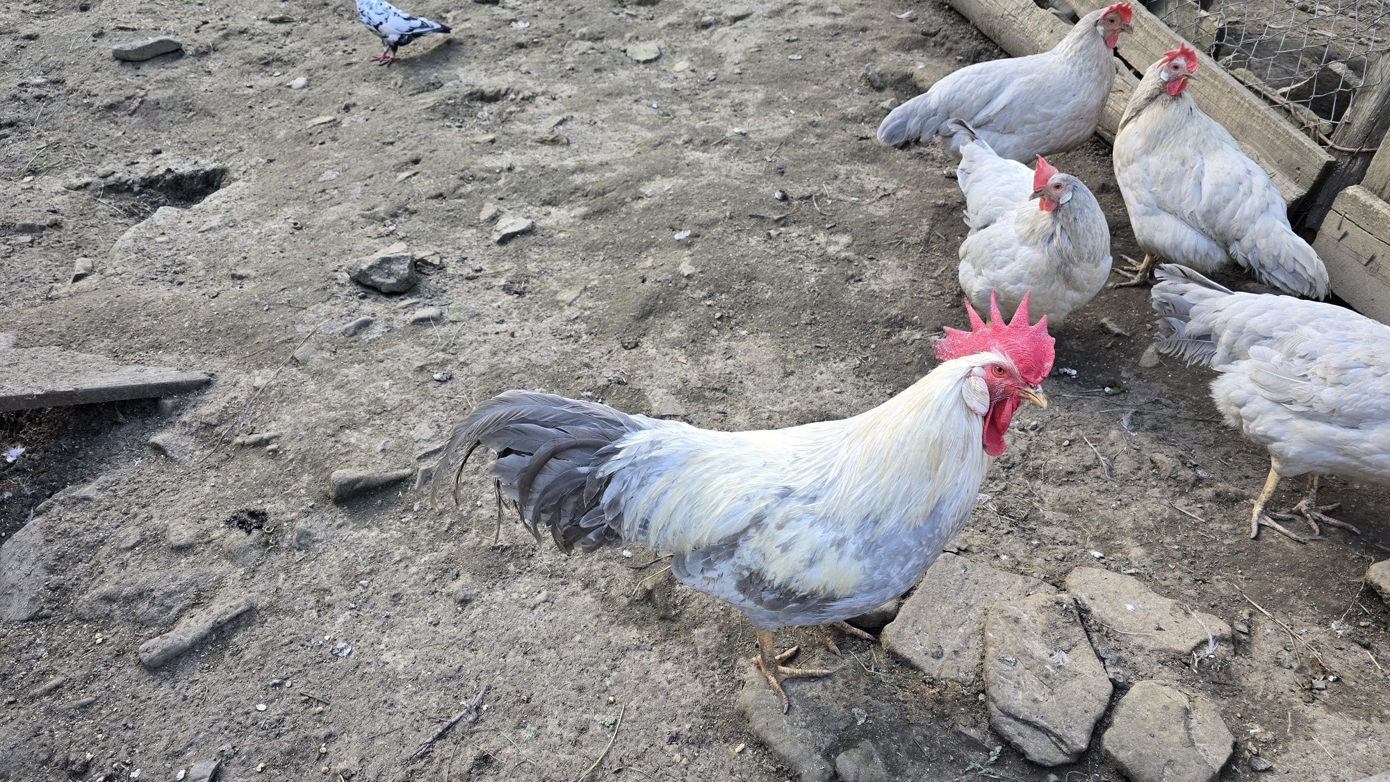 Italiana perlat (lavanda, albastră) 6 gaini am si oua de vanzare și un