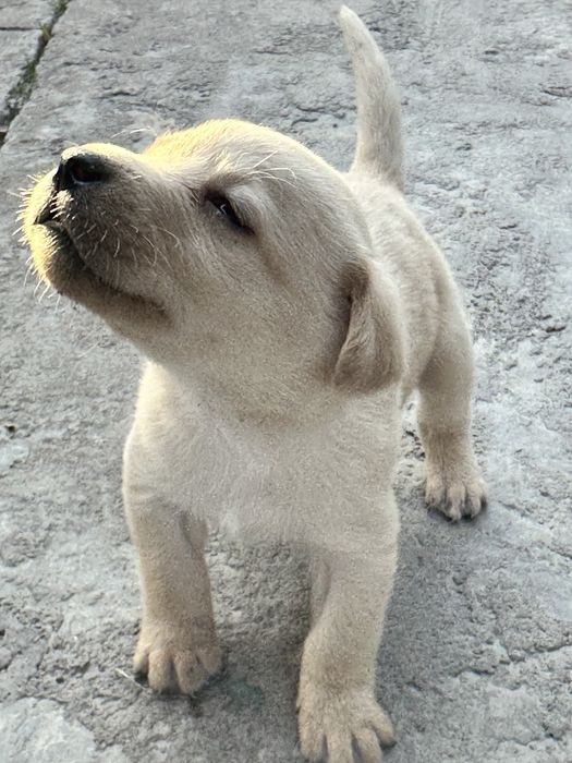 Щенки лобладоры чистокровные