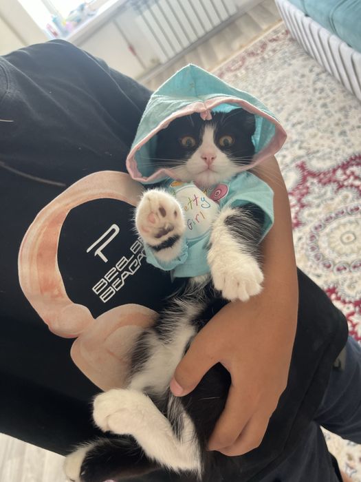 Отдадим в хорошие руки