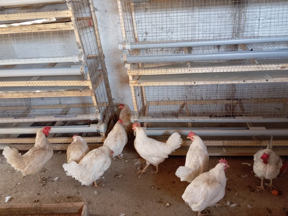 Тауық сатылады несушка 9 тауық