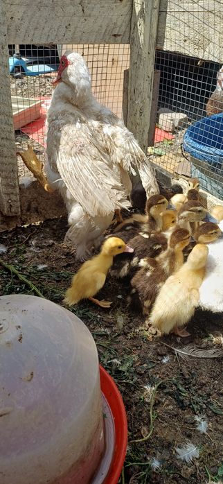 Vand rațisioare mute cu mama lor