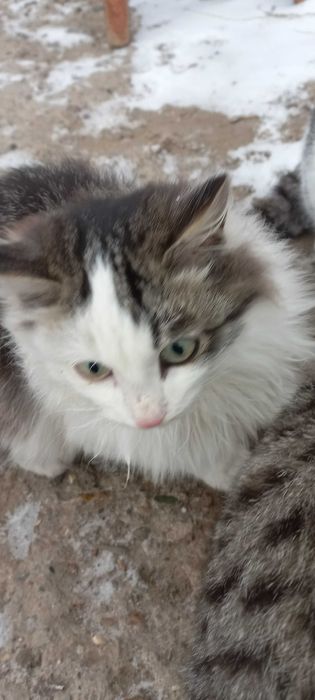 sos! Срочно котятам нужен дом!