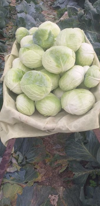 Varză de toamnă plată cu frunze subțiri