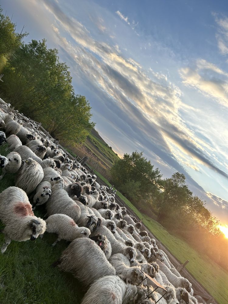 Vând turmă de oi