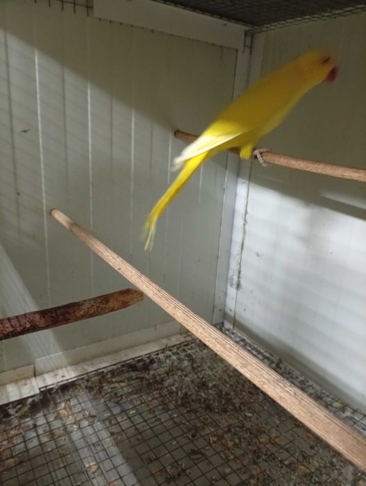 Vând pereche micul alexandru