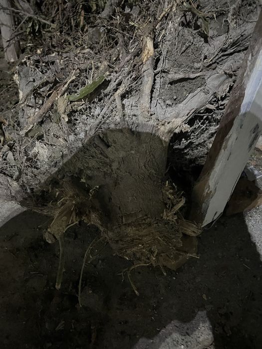 UTIN 1 moshin chixadi