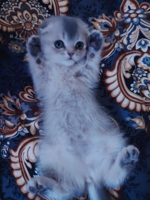 Скотиш фолд девочка голубая шиншила
