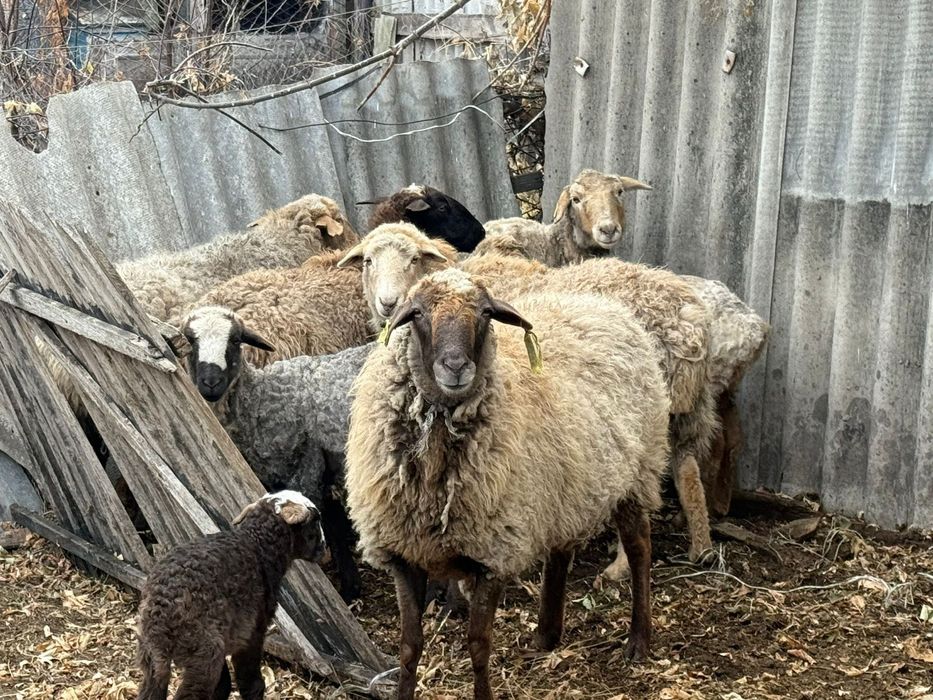 Продам баранов, вопросы по цене писать в Whatsapp