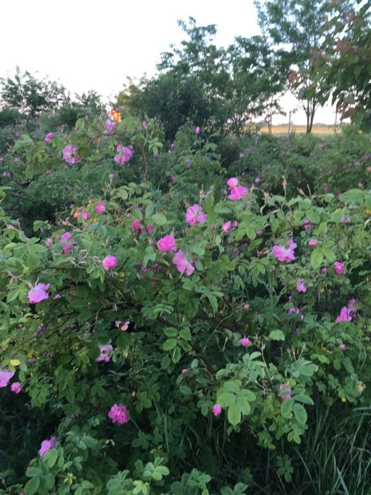 Butasi trandafiri Rosa Damascena (10 bucati)