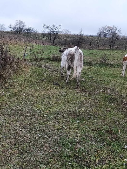 Vand doua vaci belgiene