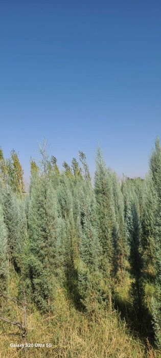 Голубой кипарис арчалар сотилади