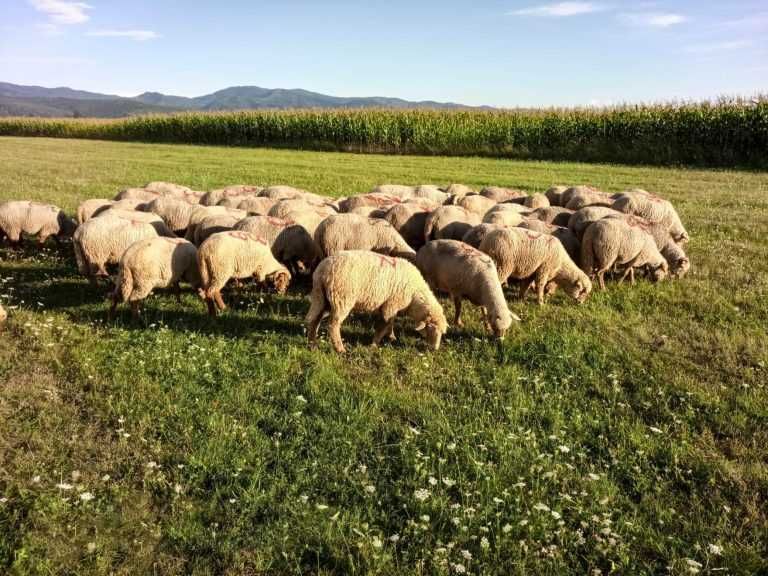 Vand: 3 oi, 2 berbeci si 2 miei
