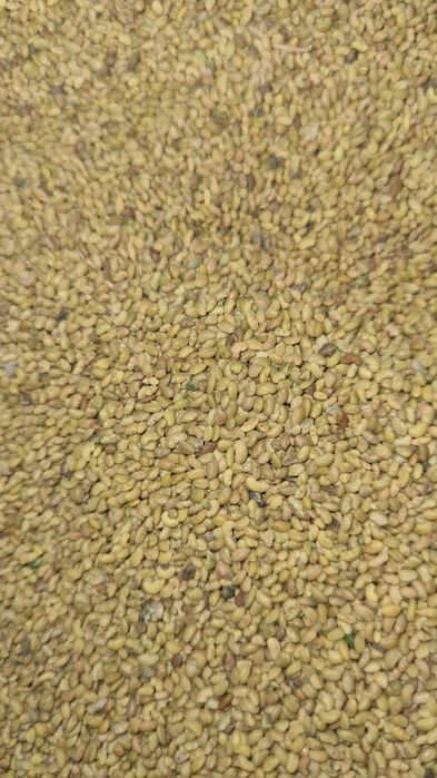 Семена клевера, Жонышка урык