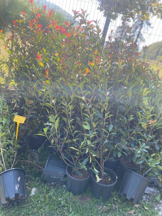 Plante ornamentale care oferă un aspect elegant grădinii tale