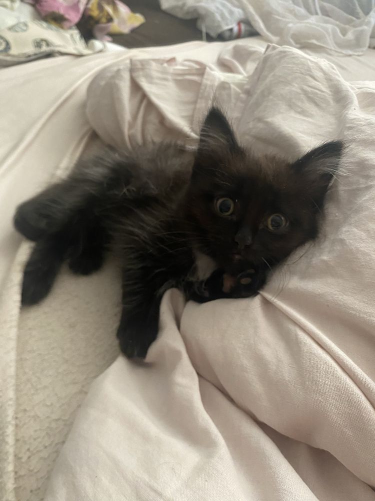 Котята шотландцы