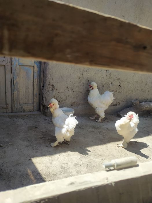 Oq brama troyka va sesarka tuxumlari