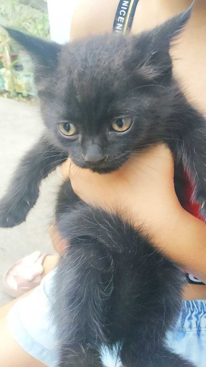 Продаются котята