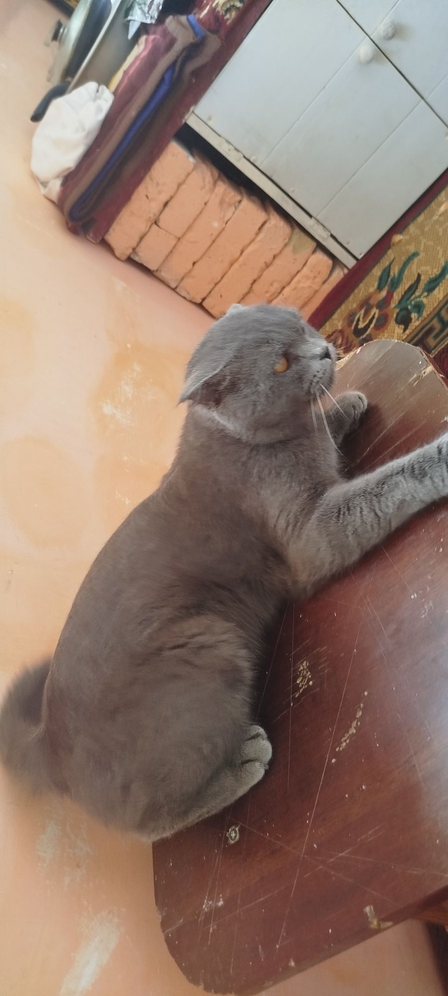 Scottish Fold zotli erkak mushul
