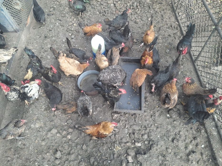 Găini americane.