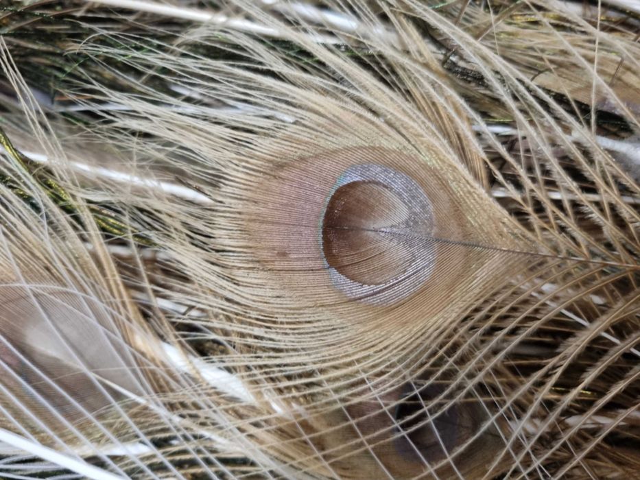 Pene pauni diferite culori