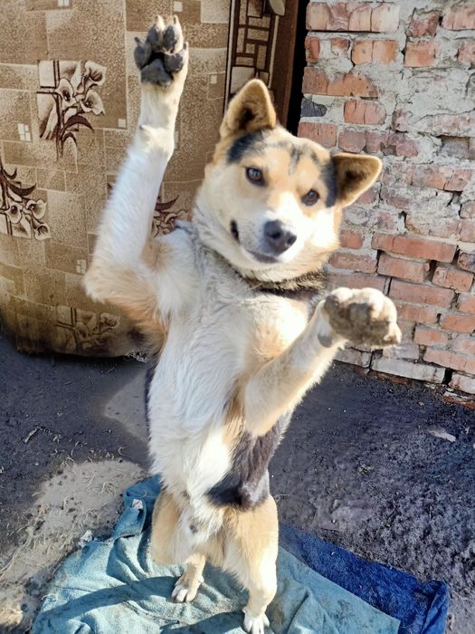 Собаке нужен дом