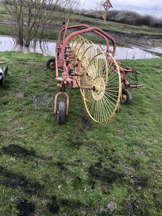 Grebla raza soarelui