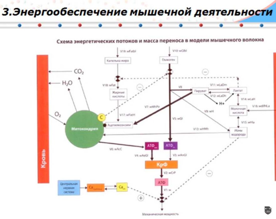 Курс „фитнес инструктор“