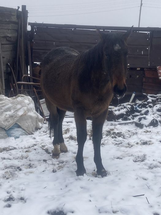 Продам жеребчика