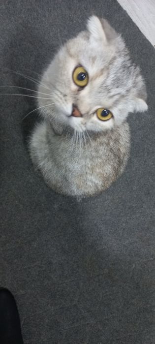 Toza Zotor Mushuk nomi Scottish fold