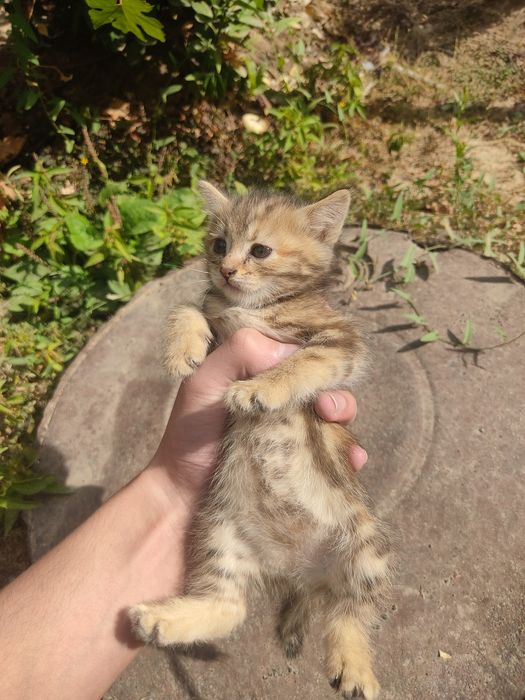 Ikkita  mushuk bolasi
