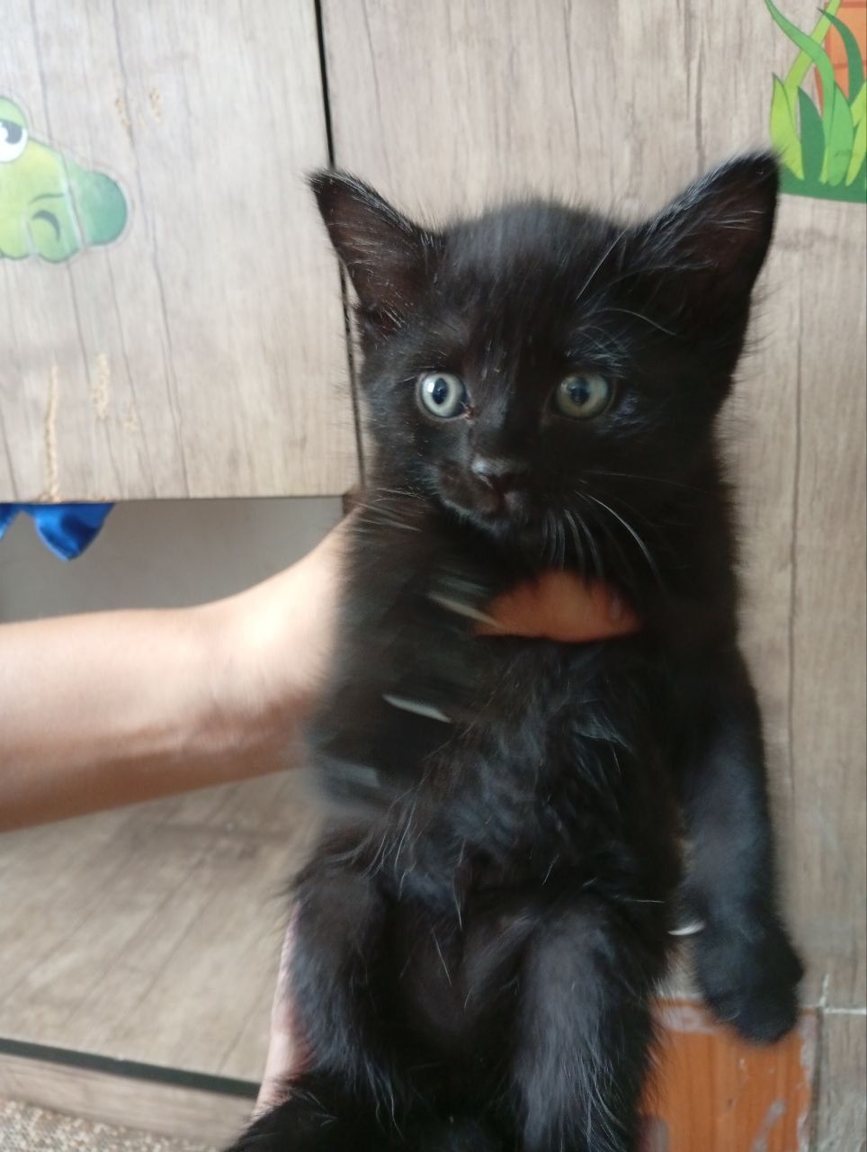 Отдадим котят породы Бамбей