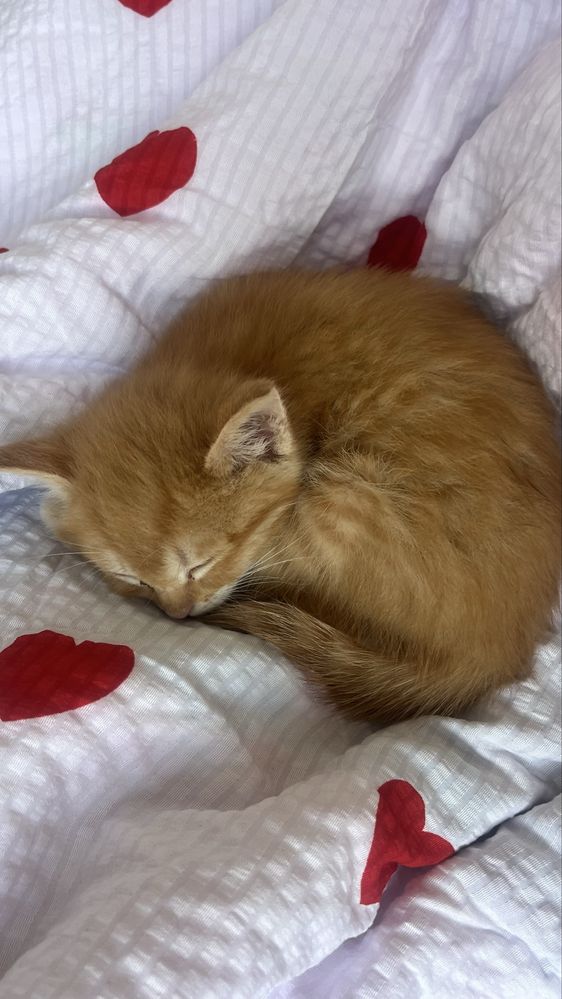Продается котенок девочка