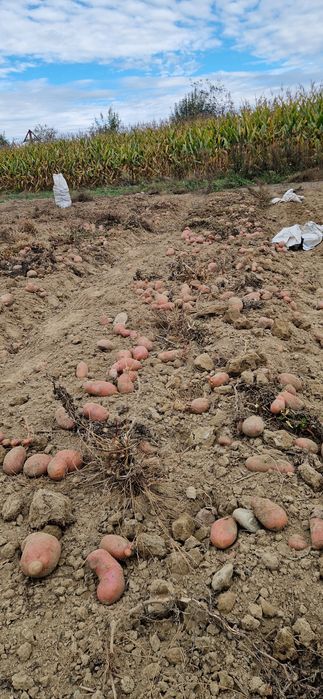 Vând Cartofi consum