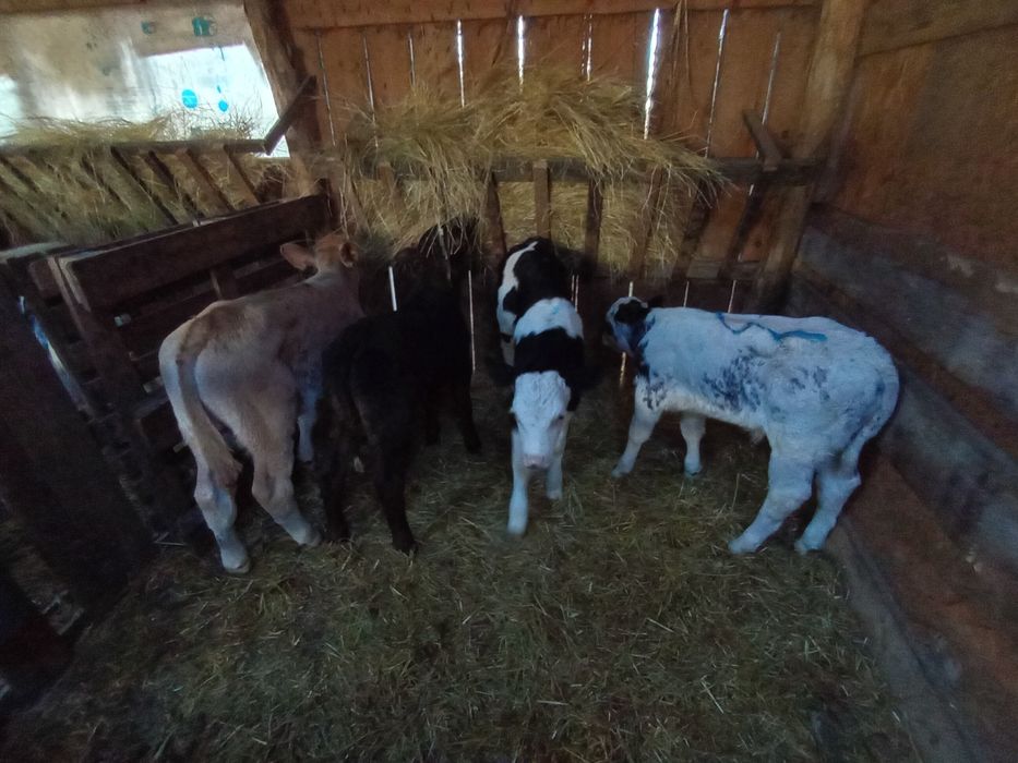 Vând viței semi înțărcați
