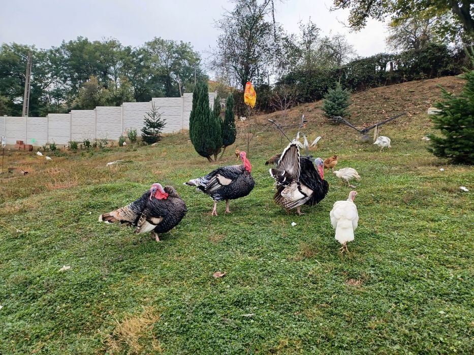 Ofer curcani in spre vanzare!