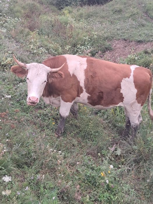 Vand un taur si o juninca