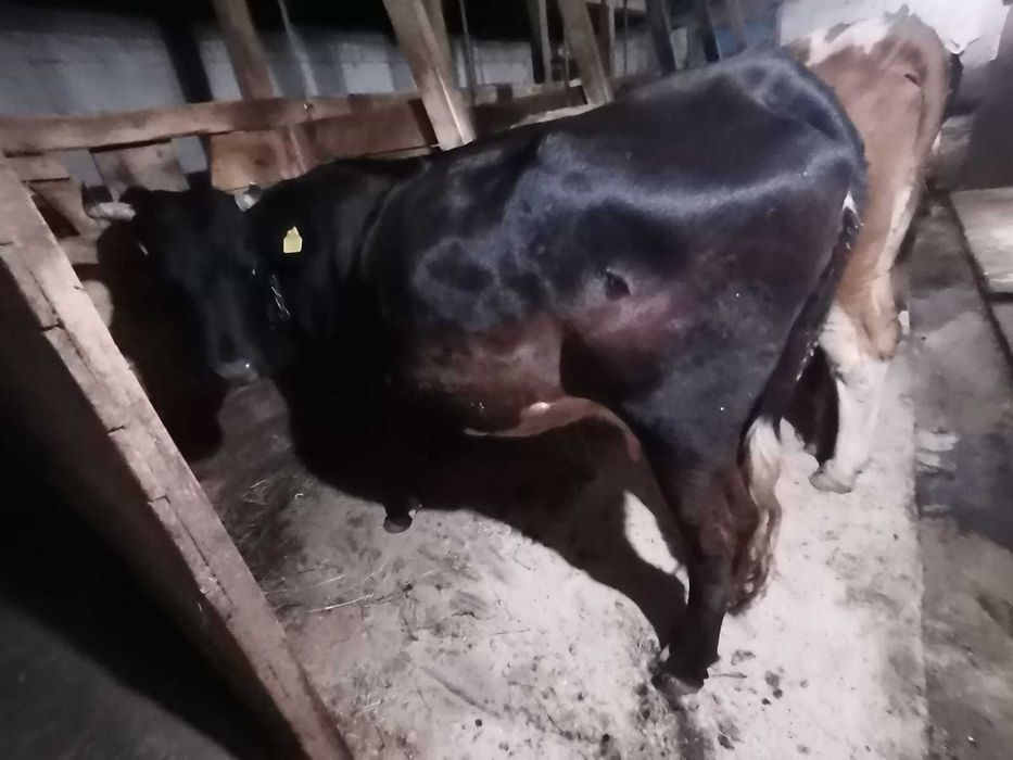 Vând vacuta gestanta