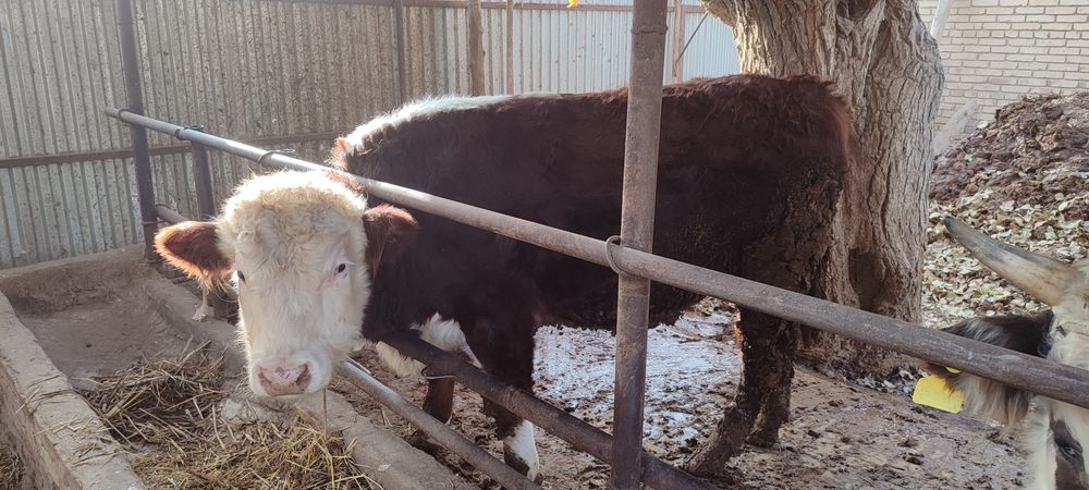 Boqma mollar. 65000 soʻm