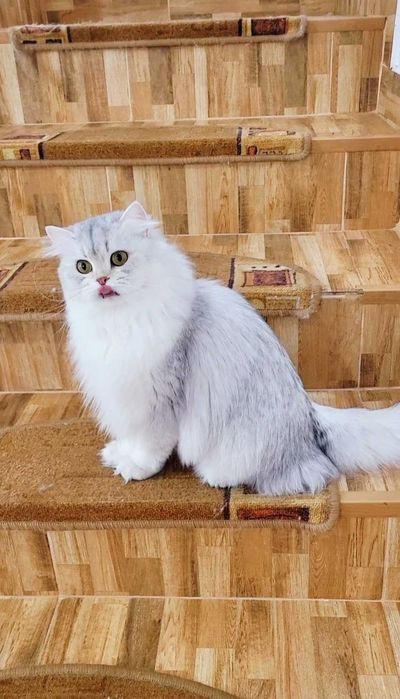 British longhair fetita pedigree din ambii parinti Campioni Mondiali