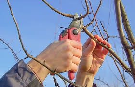 Обрезка плодовых деревьев и кустарников