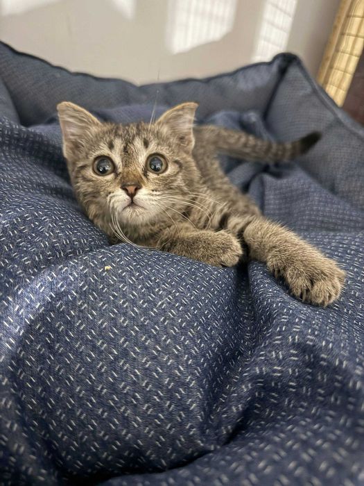 Пристраивается частично вислоухий котенок, около 3-4 месяцев.